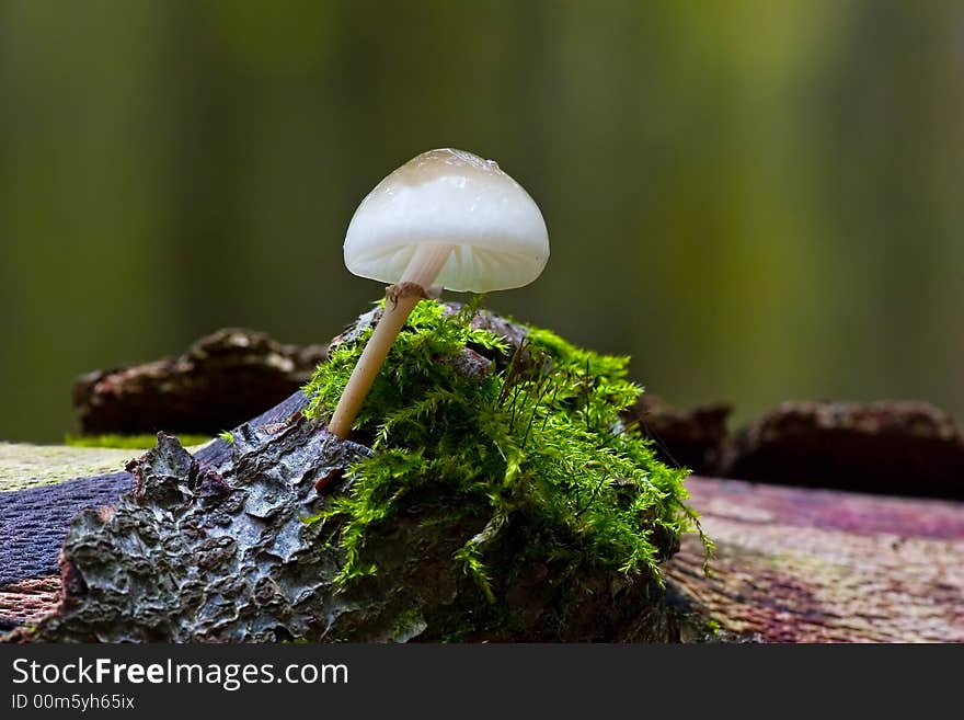 A fragile  looking mushrooms growing on top of a mos covered tree