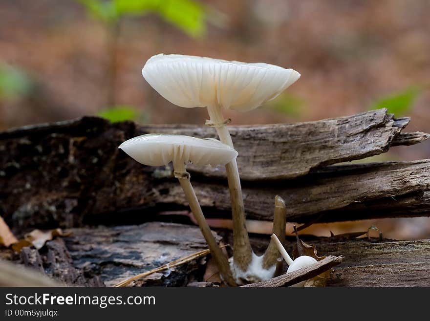 A lone transparent frail mushroom on a tree log. A lone transparent frail mushroom on a tree log