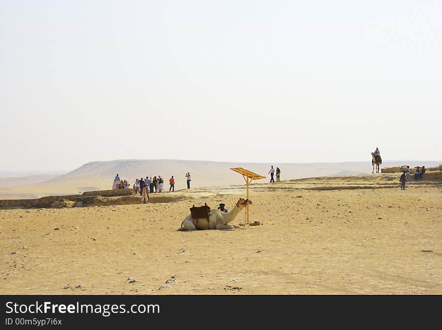 Arabian camel in desert, Africa