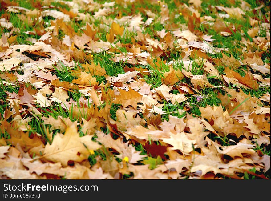 Autumn is season full colours and foliage