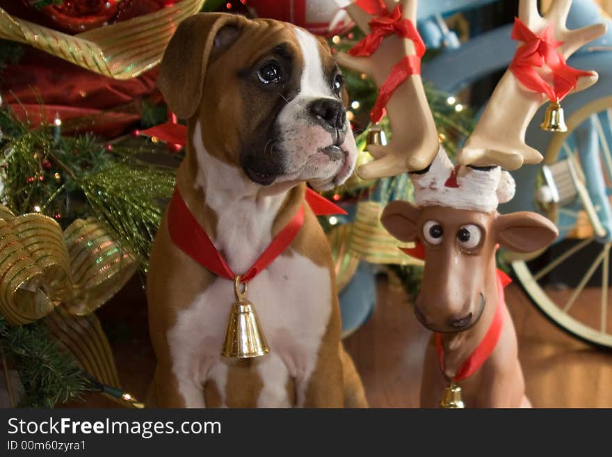 Boxer puppy and toy reindeer by Christmas tree. Boxer puppy and toy reindeer by Christmas tree