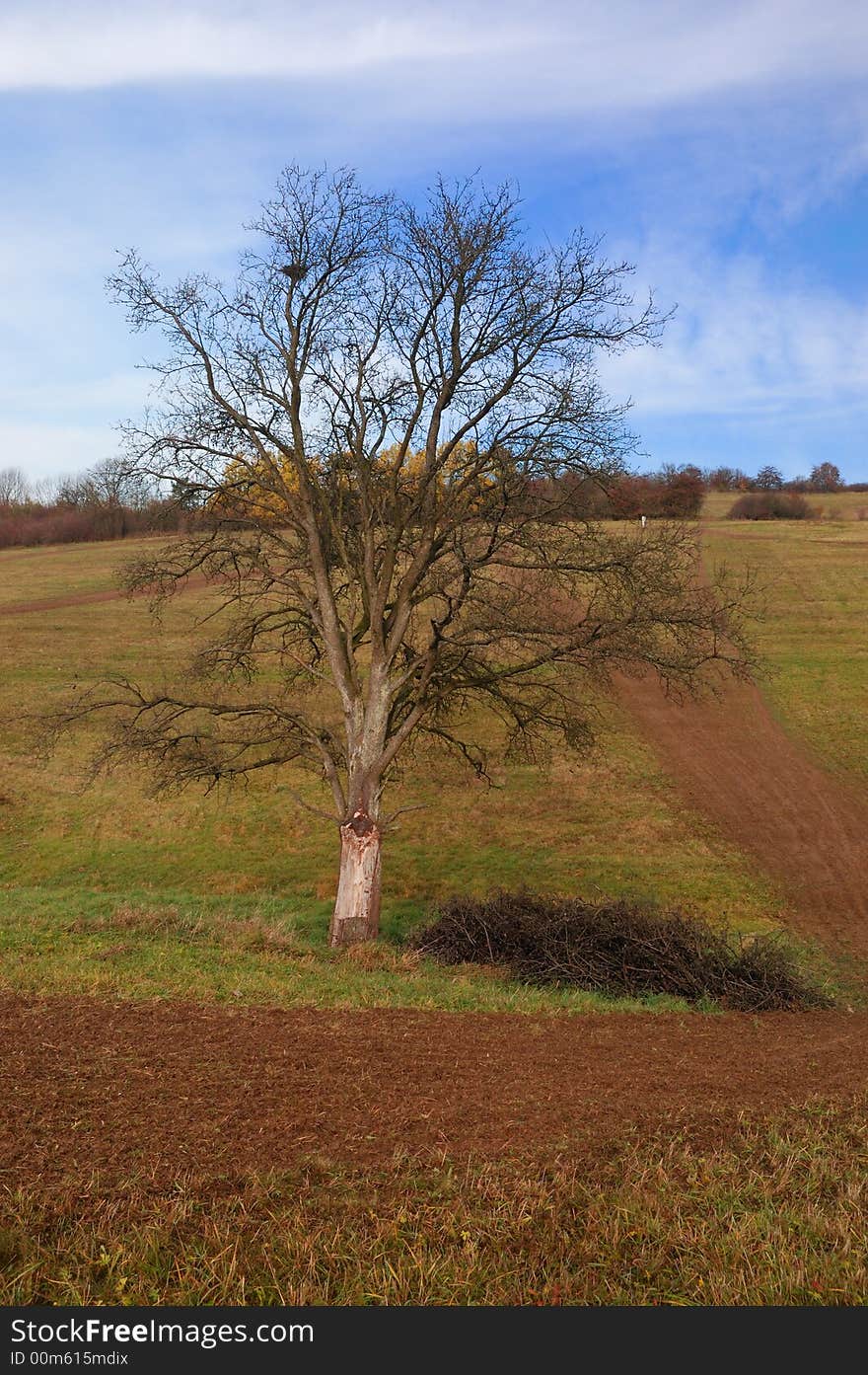 Lonely Tree In Autumn