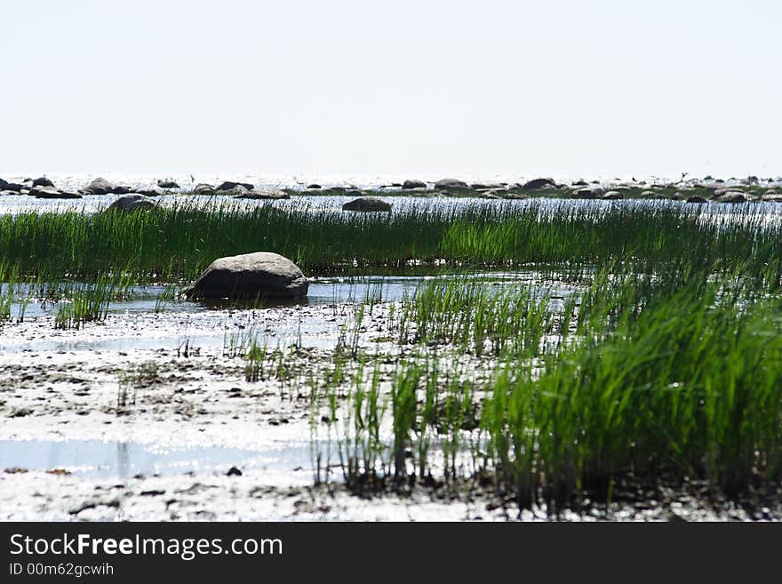 Shore With Reed And Stones