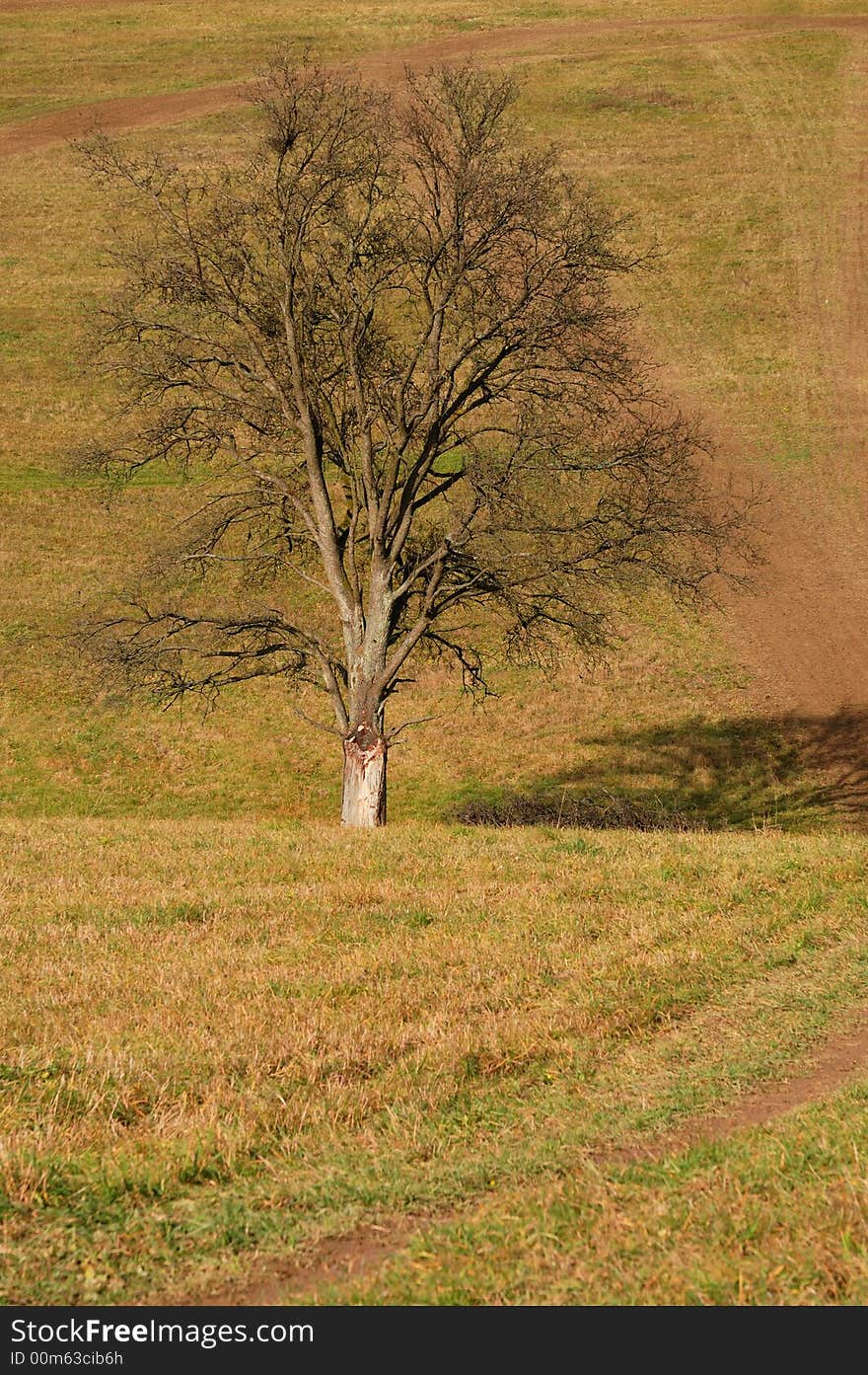 Lonely tree in autumn