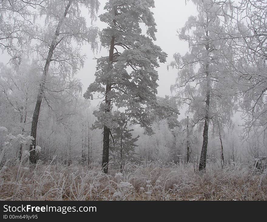 Breath of winter