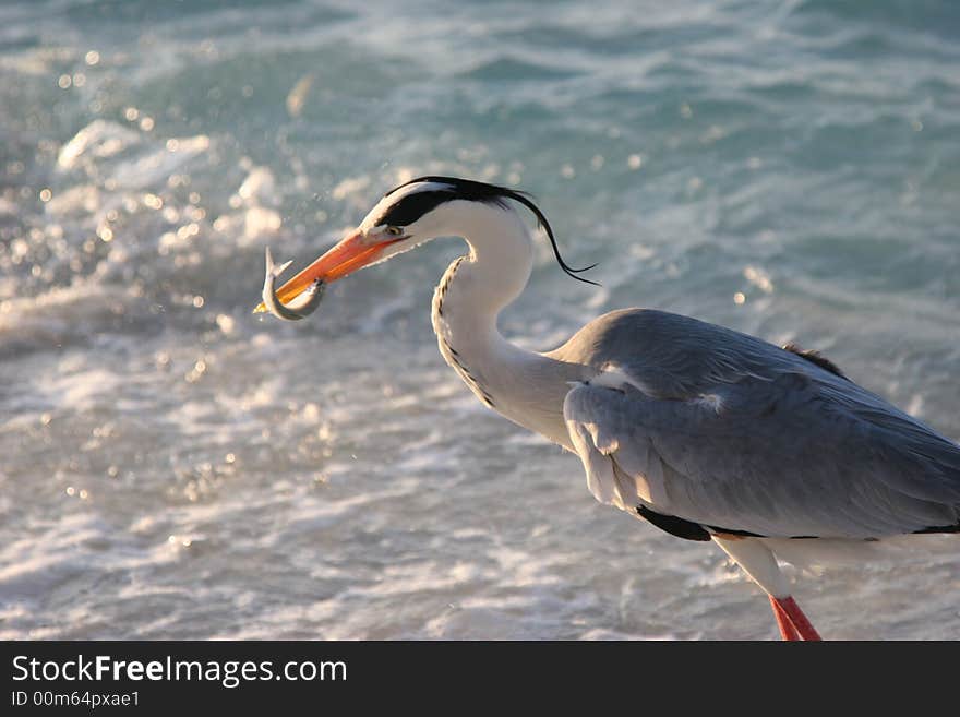 Heron in Indian Ocean