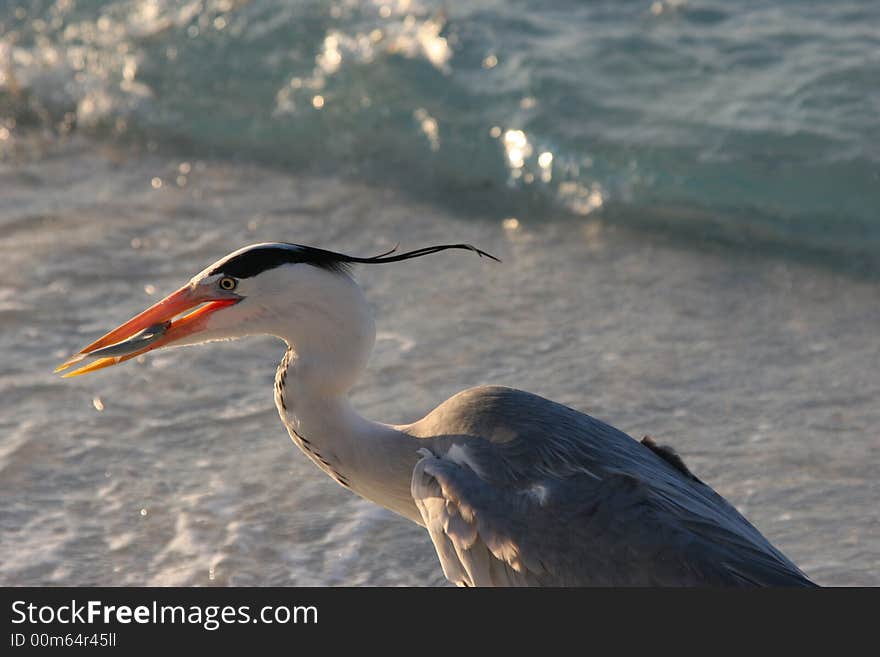 Heron in Indian Ocean