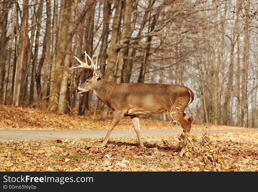 A picture of an adult male buck taken in a indiana state park. A picture of an adult male buck taken in a indiana state park