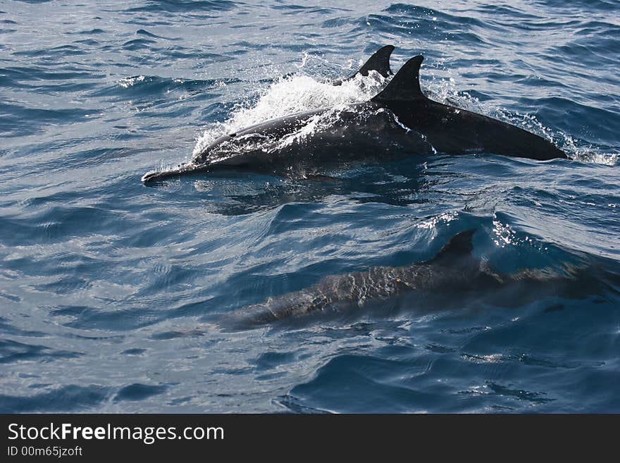 Dolphin in Indian Ocean