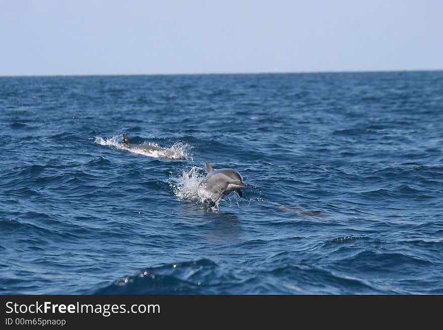 Dolphin in Indian Ocean