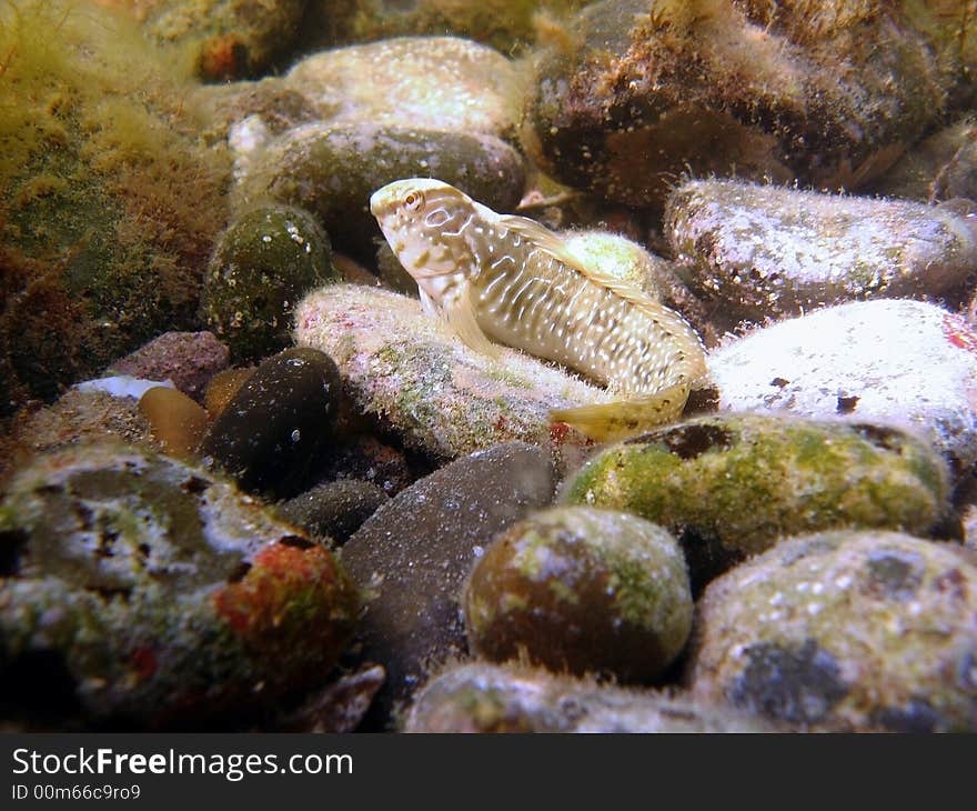 Black sea, sea doggy fish. Black sea, sea doggy fish