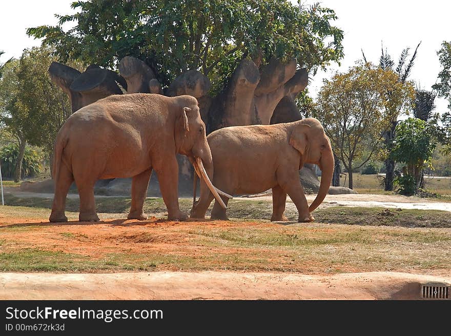 A picture of mother and baby elephants taken at a miami zoo. A picture of mother and baby elephants taken at a miami zoo