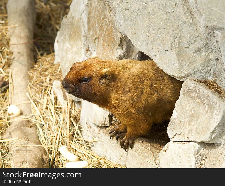 Curious gopher