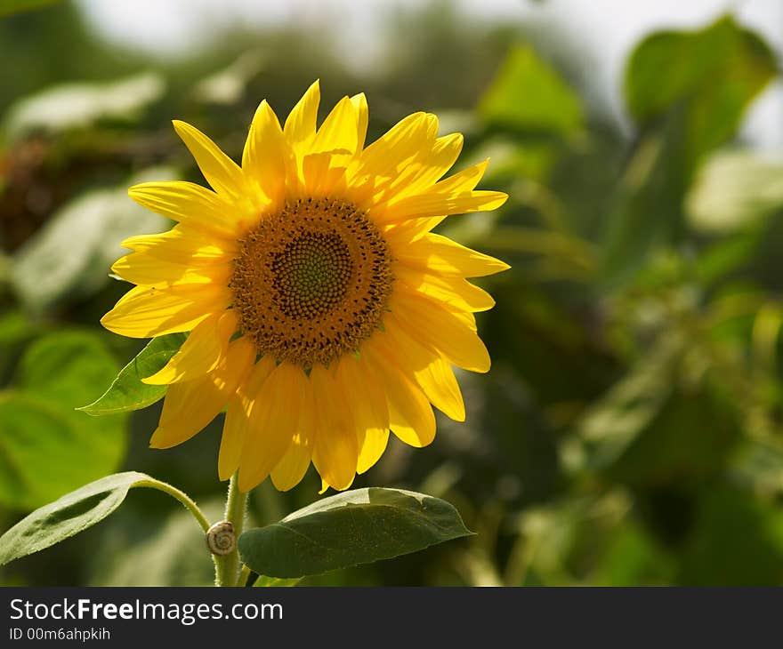 Single sunflower at sunshine on green background