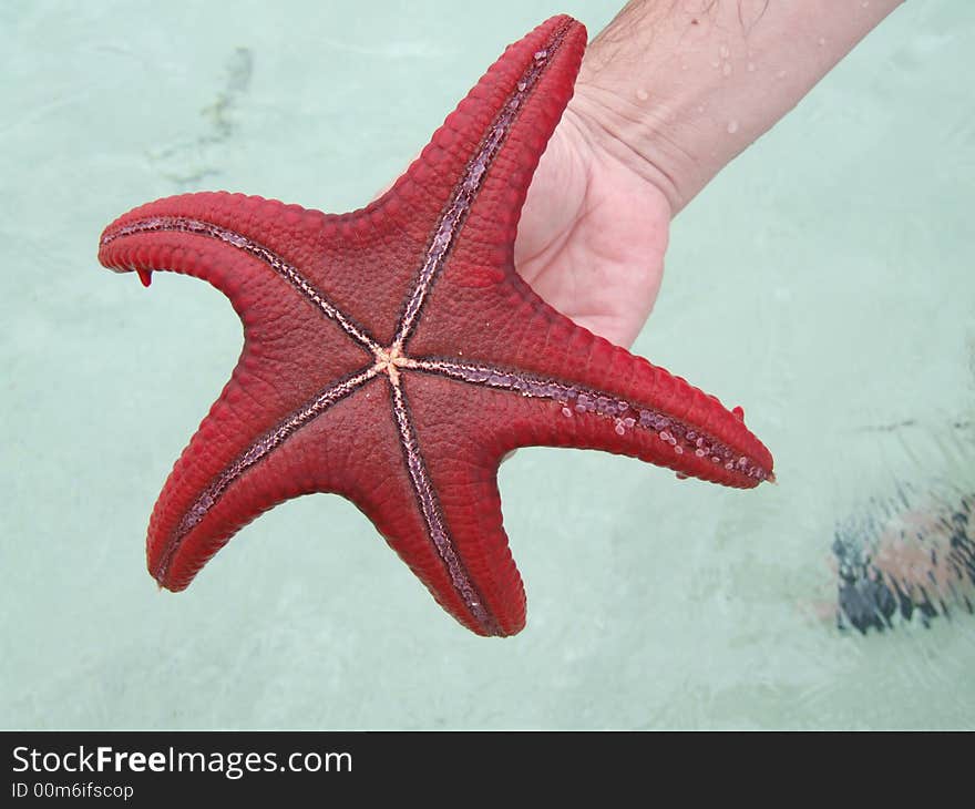 Red starfish from Indian Ocean