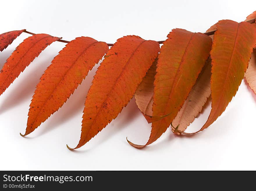 Closeup of autumn leaf on white background with light shadow. Closeup of autumn leaf on white background with light shadow