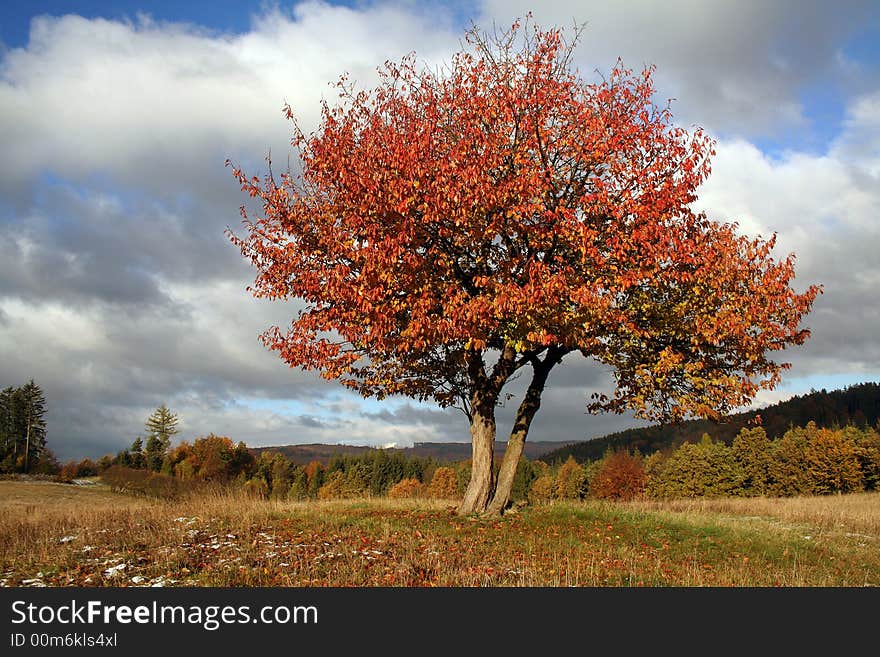 Tree In The Landscape