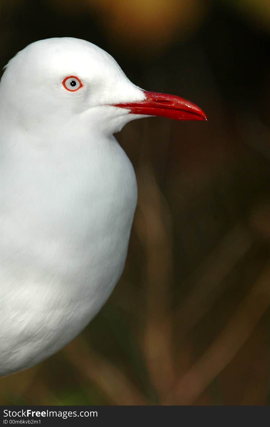 Gull Image