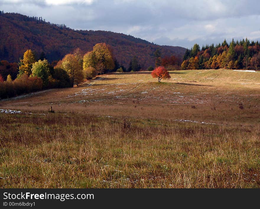 Tree In The Landscape