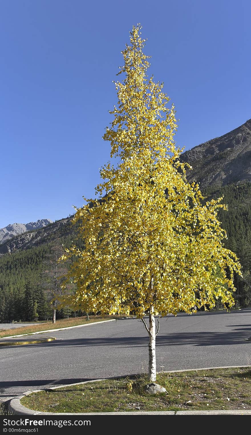 Trees with yellow and green foliage in mountain reserve. Trees with yellow and green foliage in mountain reserve