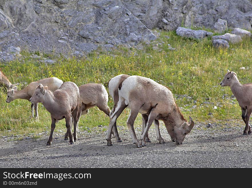 The herd of mountain goats grazed on freedom in reserve. The herd of mountain goats grazed on freedom in reserve