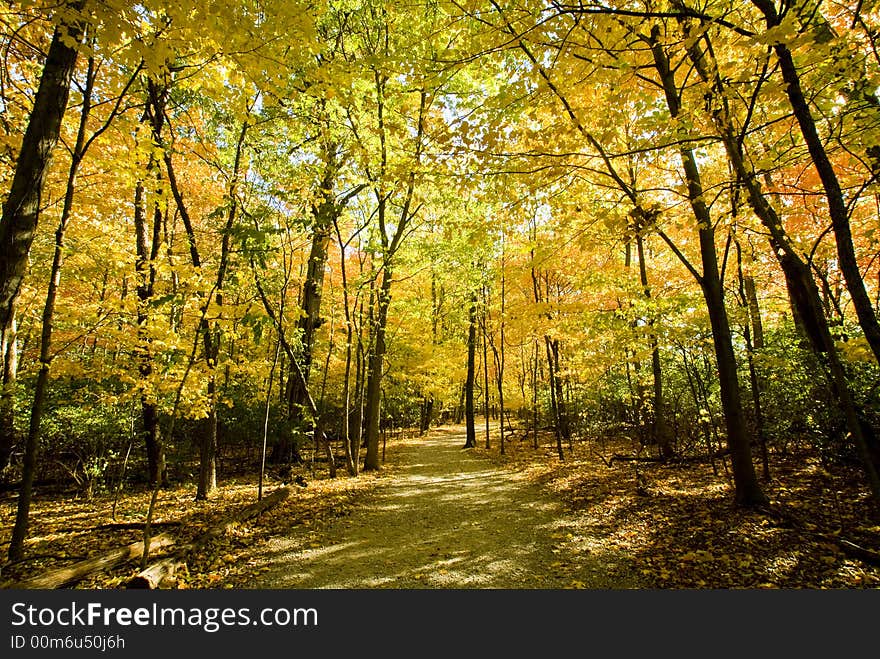 Leaves turning color surround a forest trail. Leaves turning color surround a forest trail