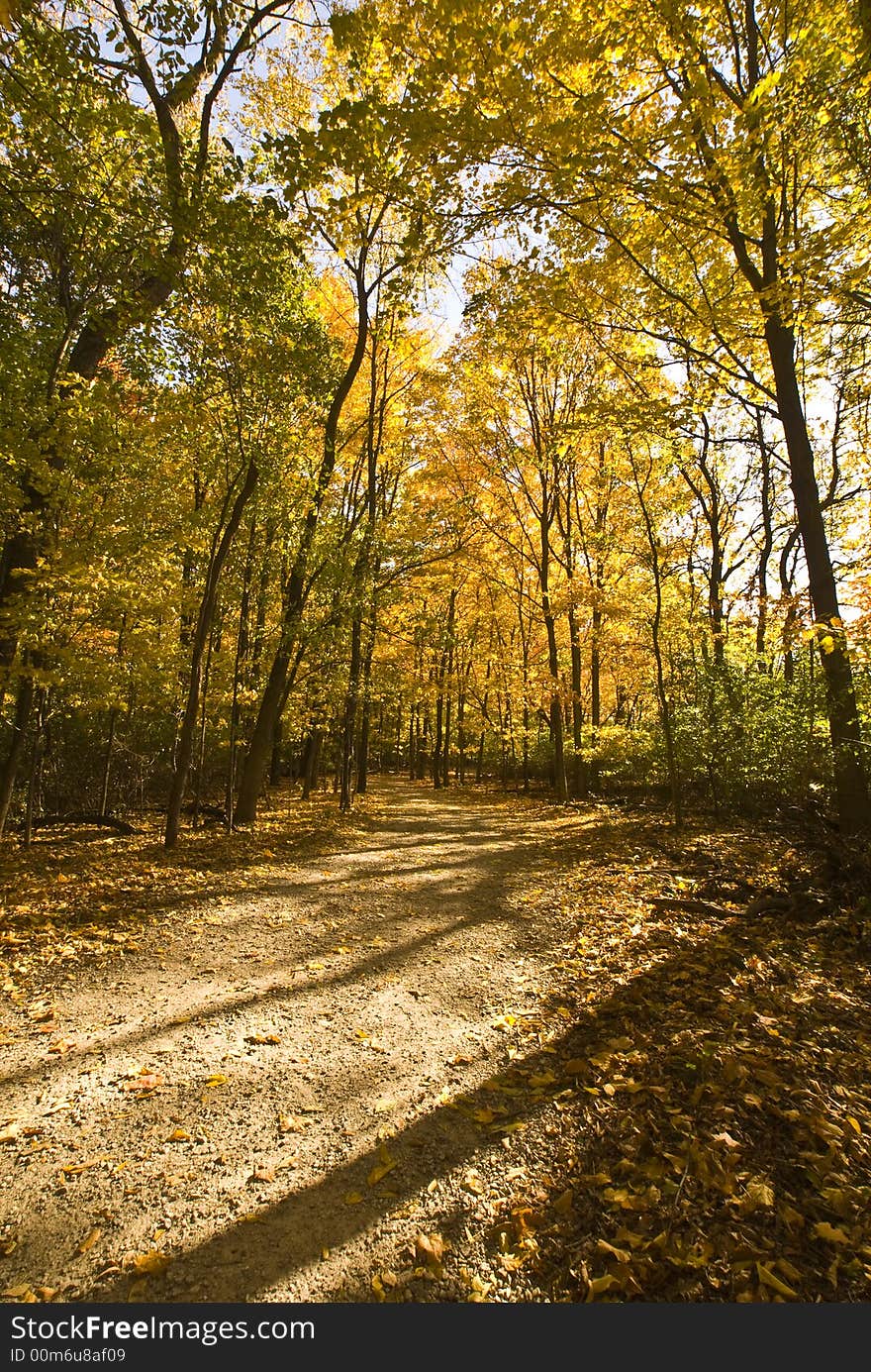 Leaves turning color surround a forest trail. Leaves turning color surround a forest trail