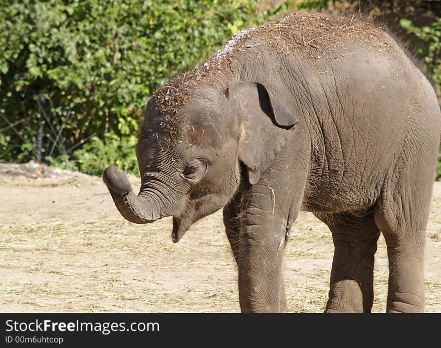 The young elephant looks like it is smiling. The young elephant looks like it is smiling.