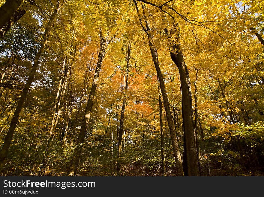 Dense forest turning autumn colors. Dense forest turning autumn colors