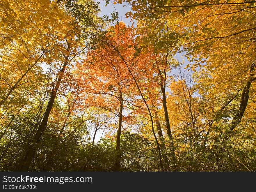 Leaves turning color against a blue sky. Leaves turning color against a blue sky