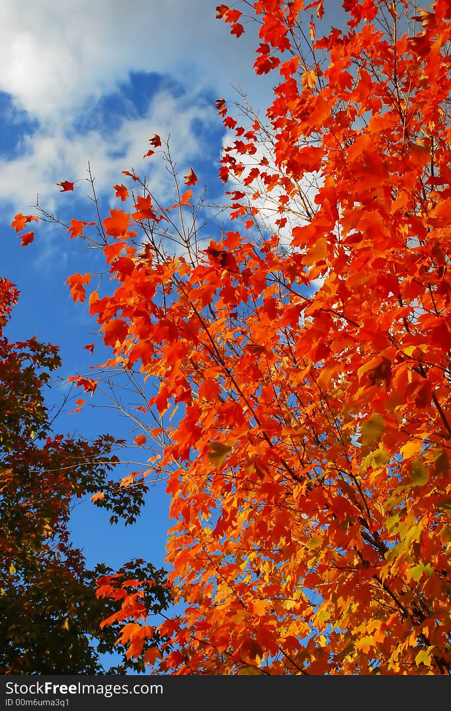 Leaves turning color against a blue sky. Leaves turning color against a blue sky