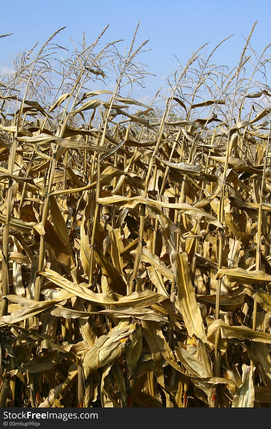 Dry corn stalks still in the field in October