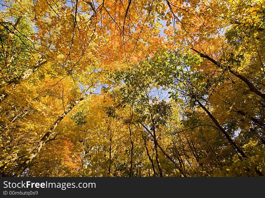 Leaves turning color in the forest canopy. Leaves turning color in the forest canopy