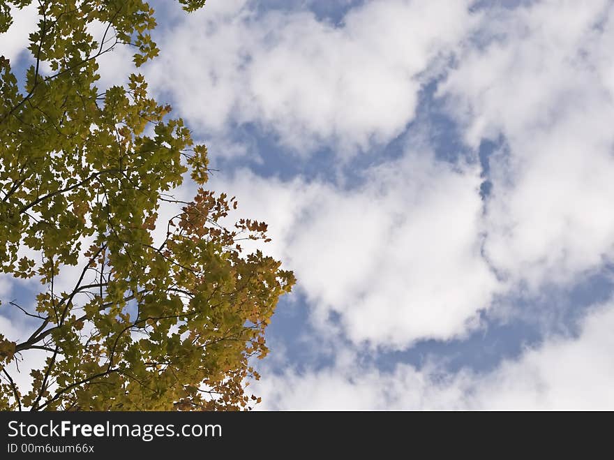 Leaves turning color against a cloudy sky. Leaves turning color against a cloudy sky