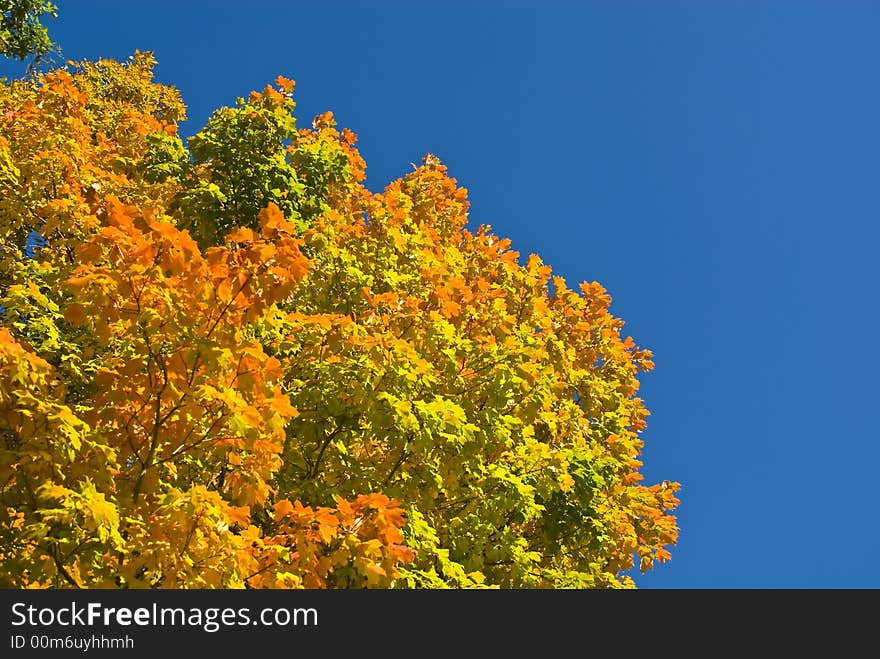 Leaves turning color against a deep blue sky. Leaves turning color against a deep blue sky