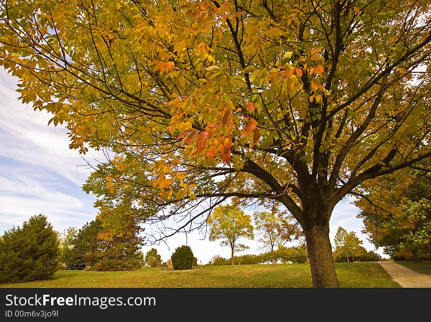 Leaves turning color against a cloudy sky. Leaves turning color against a cloudy sky