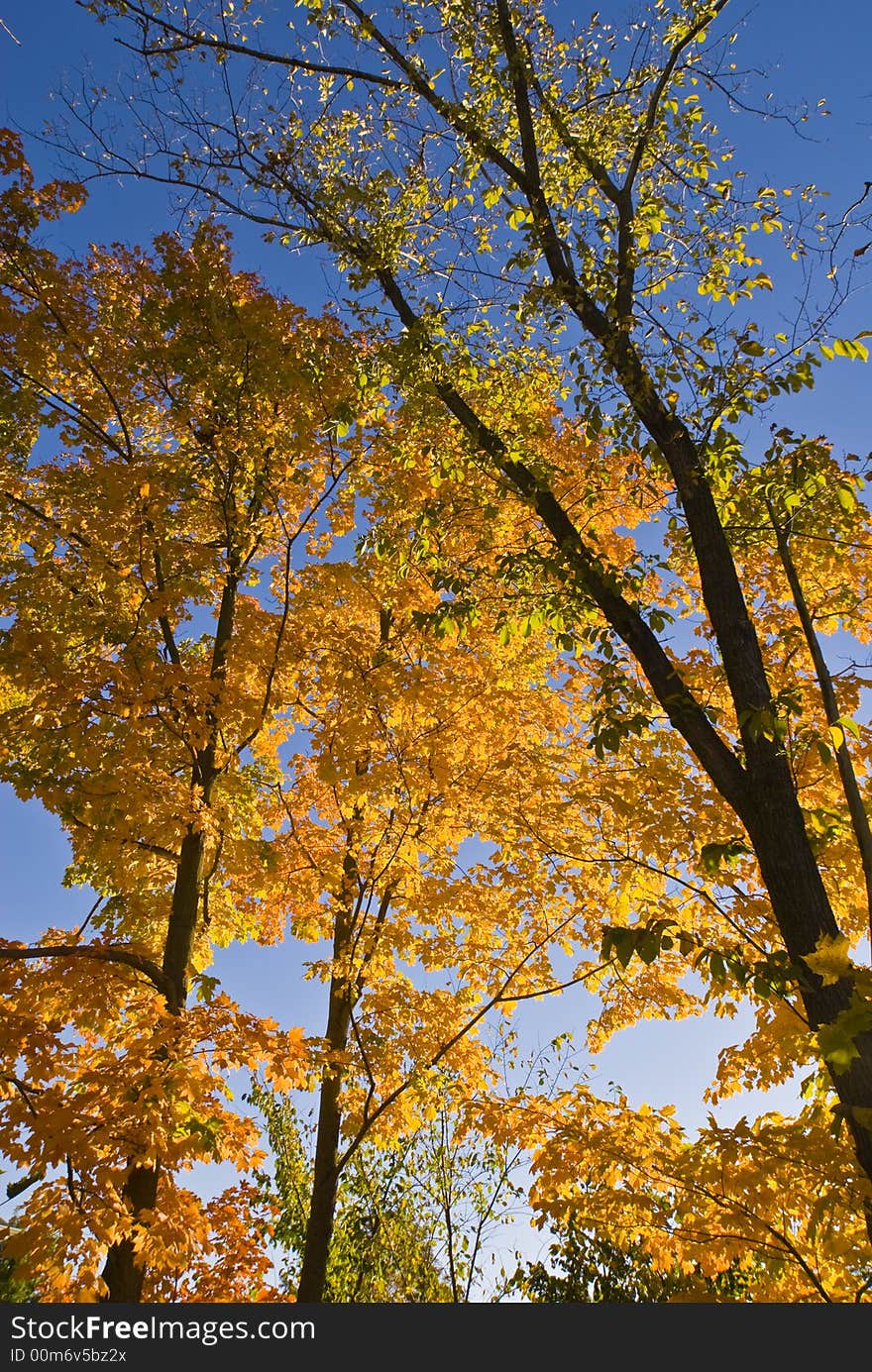 Leaves turning color against a deep blue sky. Leaves turning color against a deep blue sky