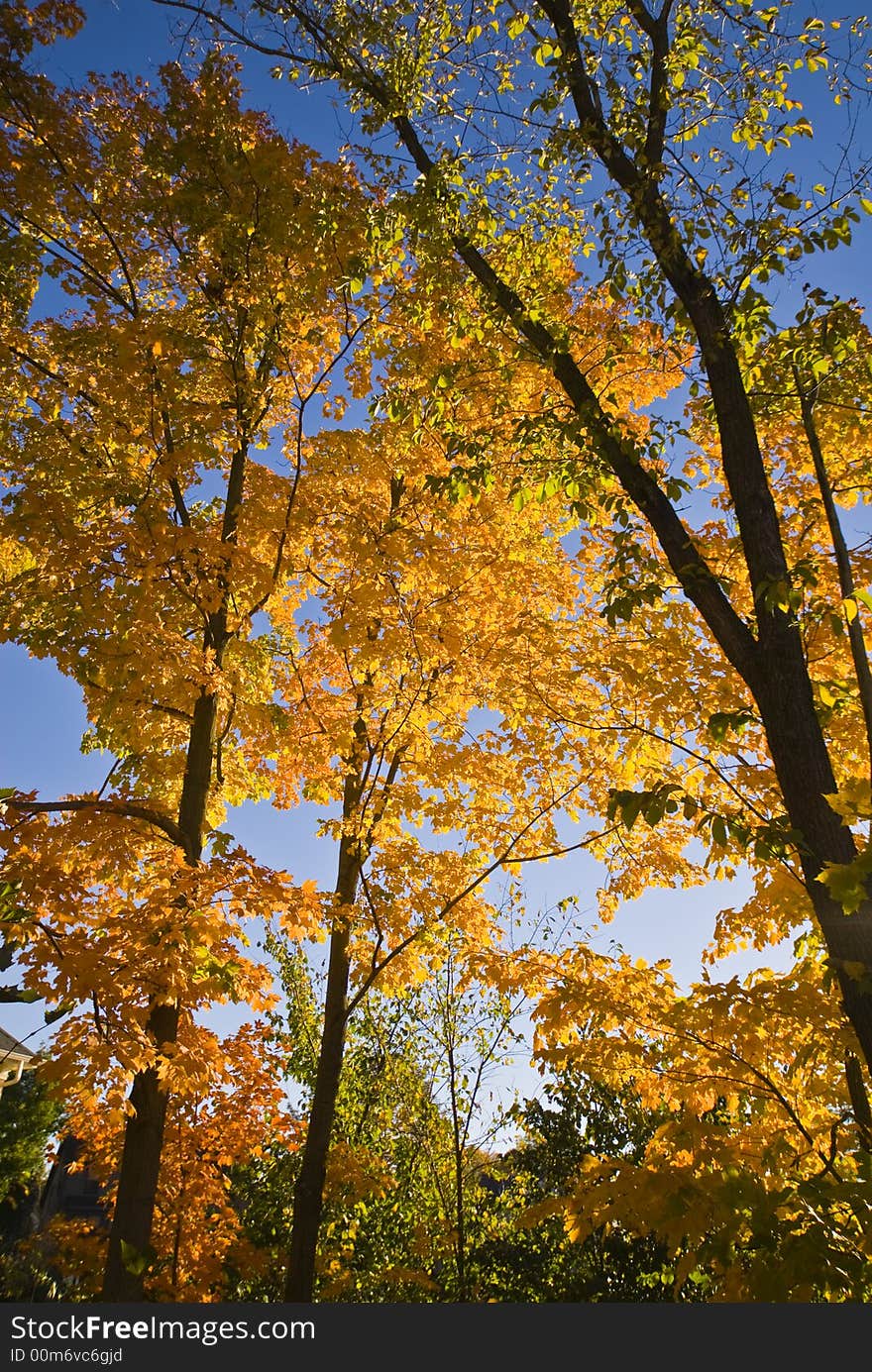 Leaves turning color against a deep blue sky. Leaves turning color against a deep blue sky