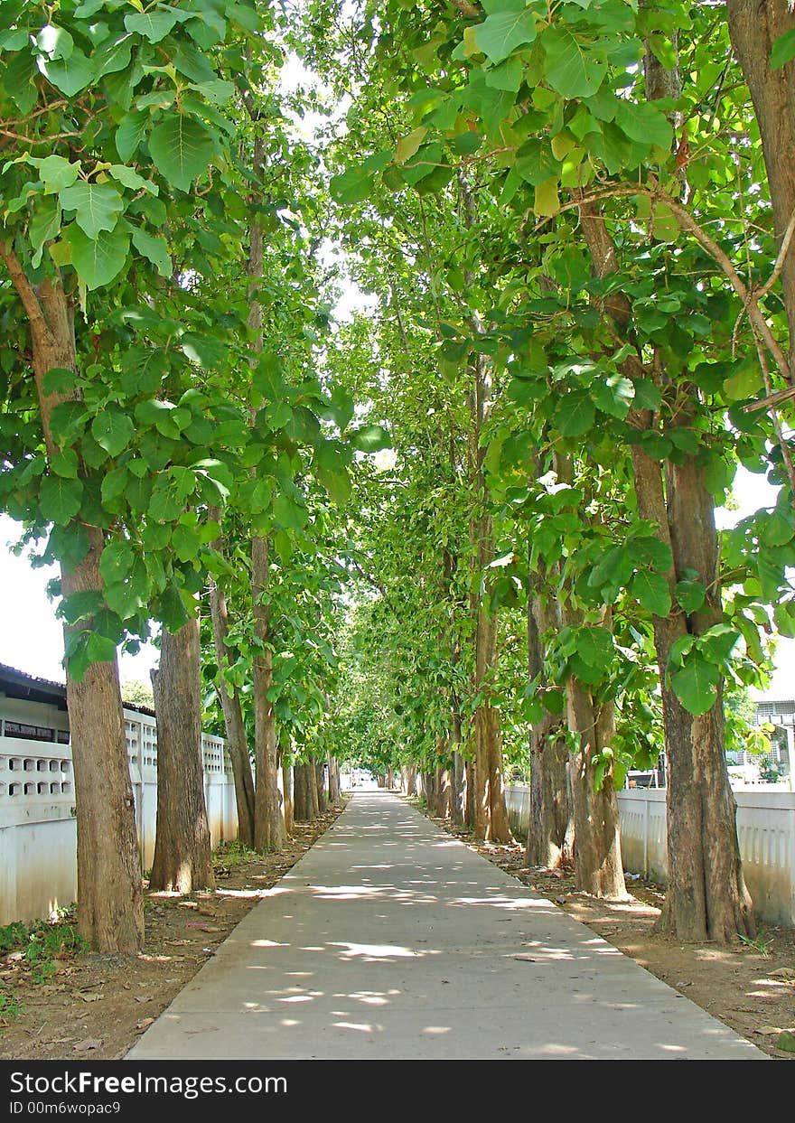 Alameda in the city,thailand.