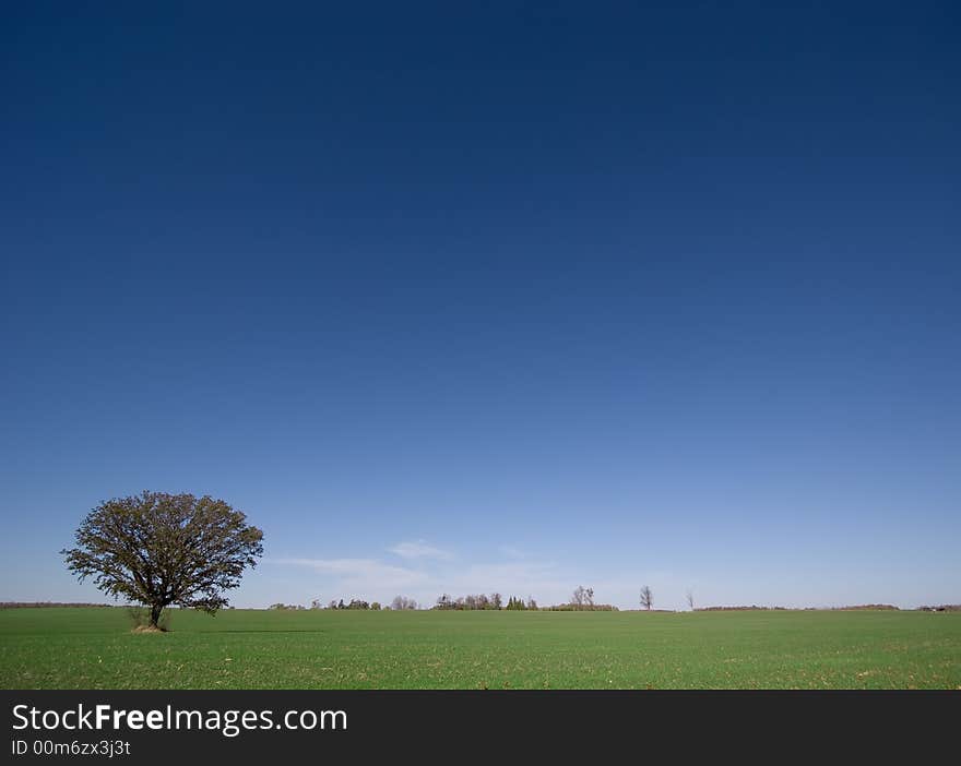 Lone Tree In Field