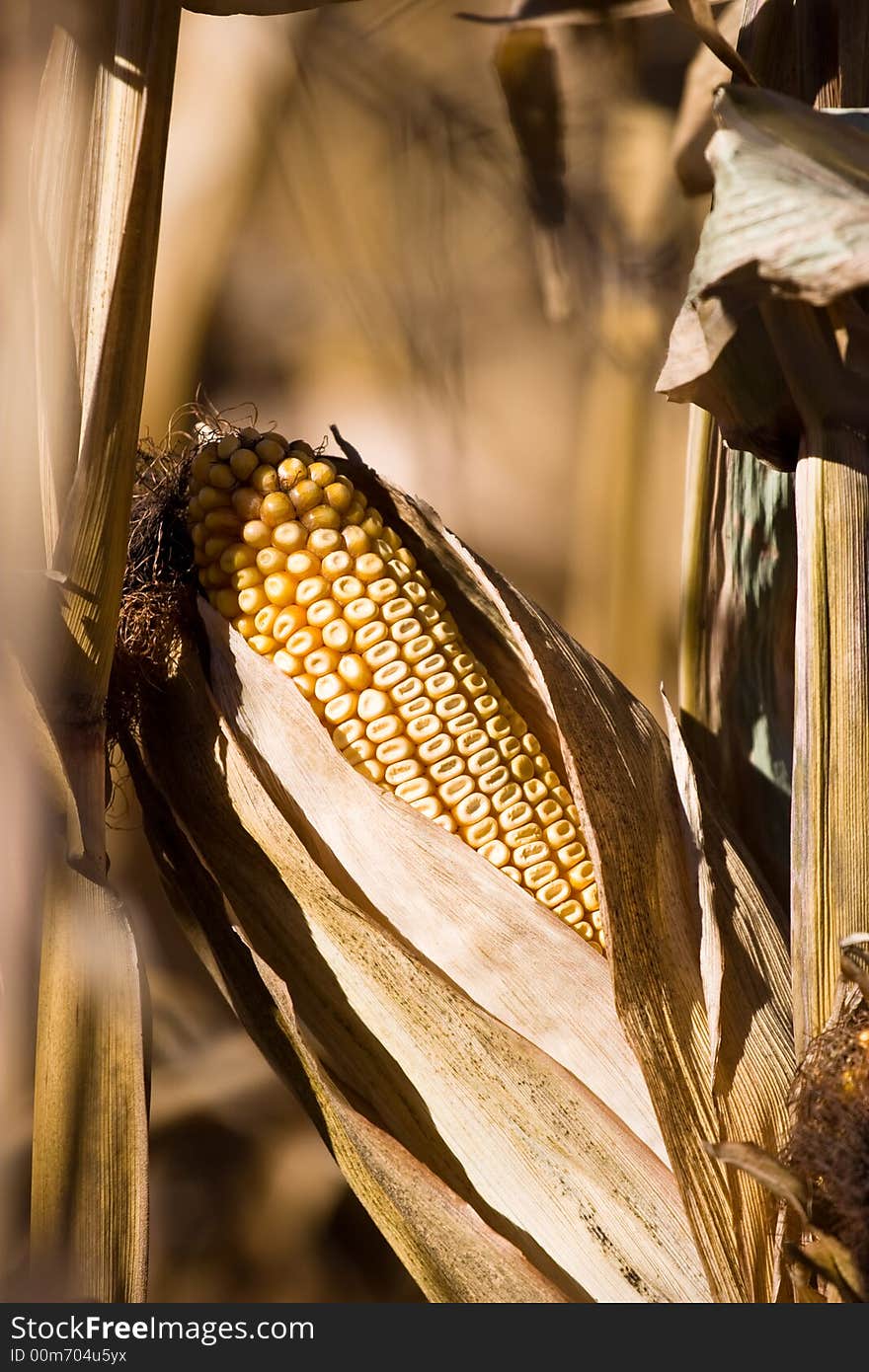 Close up shot of a corn cob drying on the stock.  Autumn colours. Close up shot of a corn cob drying on the stock.  Autumn colours.