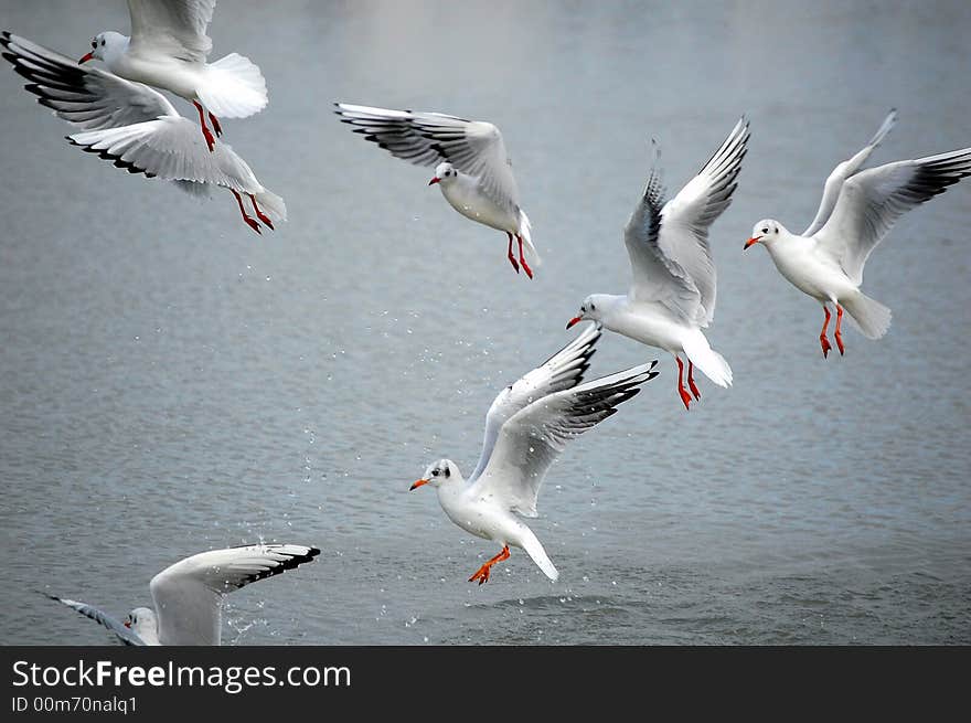 Flight of the Seagulls platoon