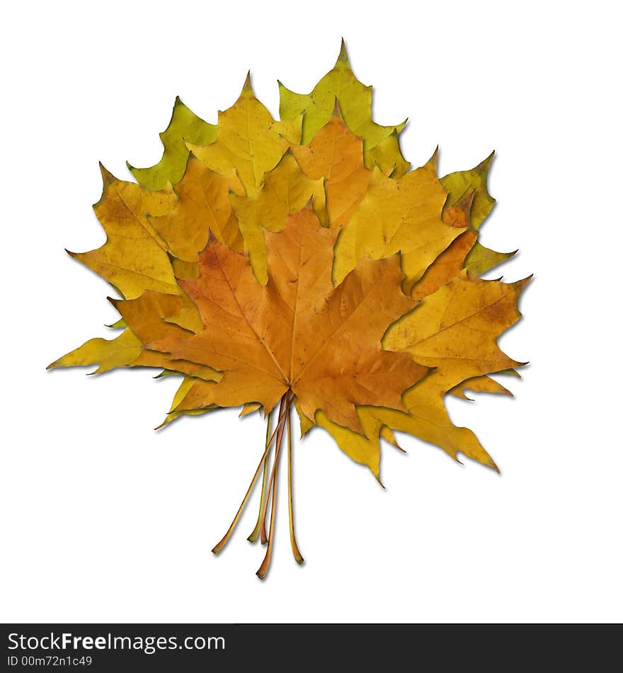 Armful of leaves on the white background