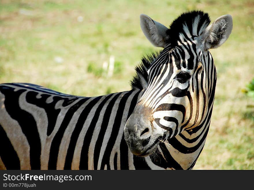 The beauty of animal zebra