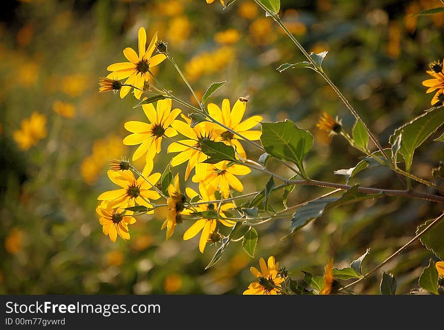 yellow flowers