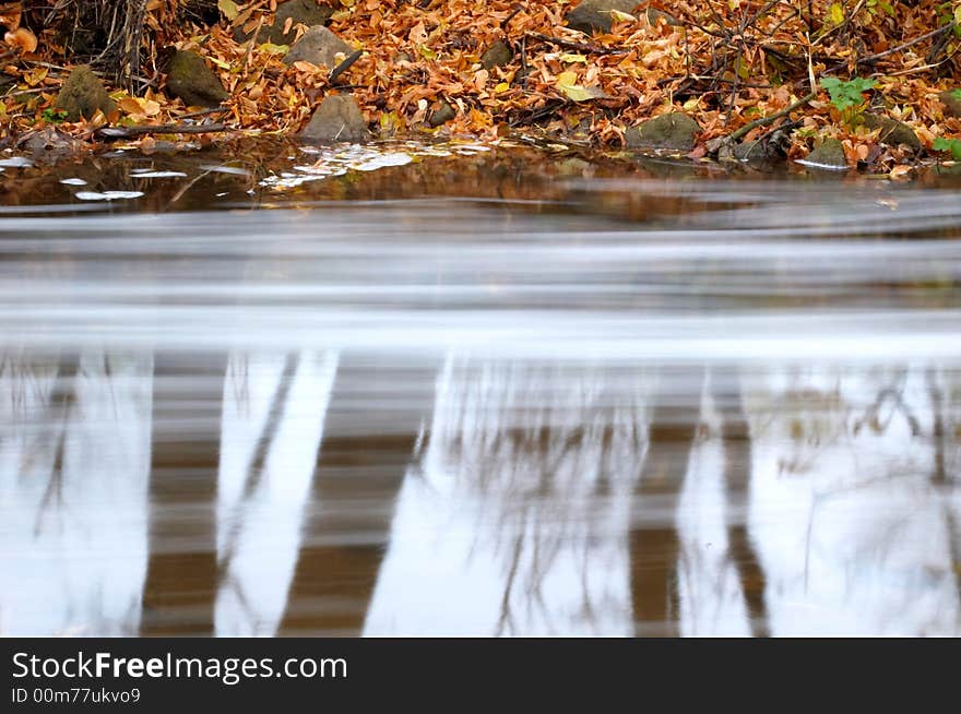 Reflection of trees