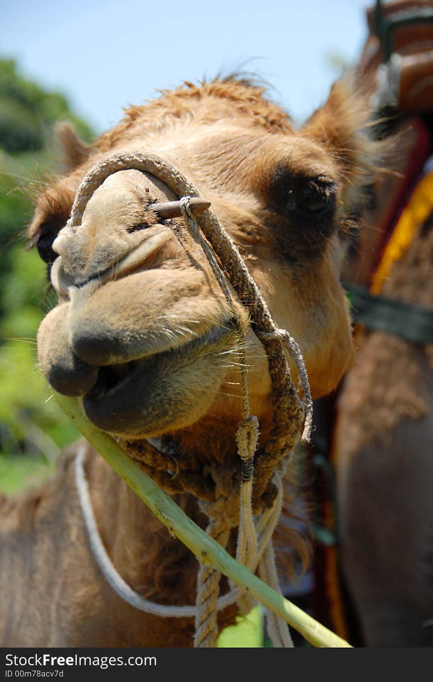 Camel animal at the zoo