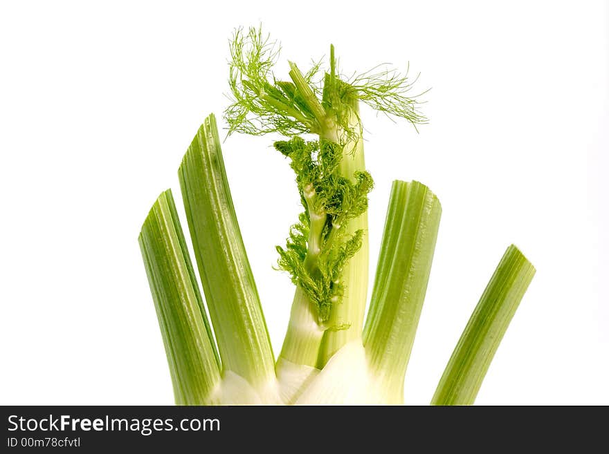 Fresh Fennel