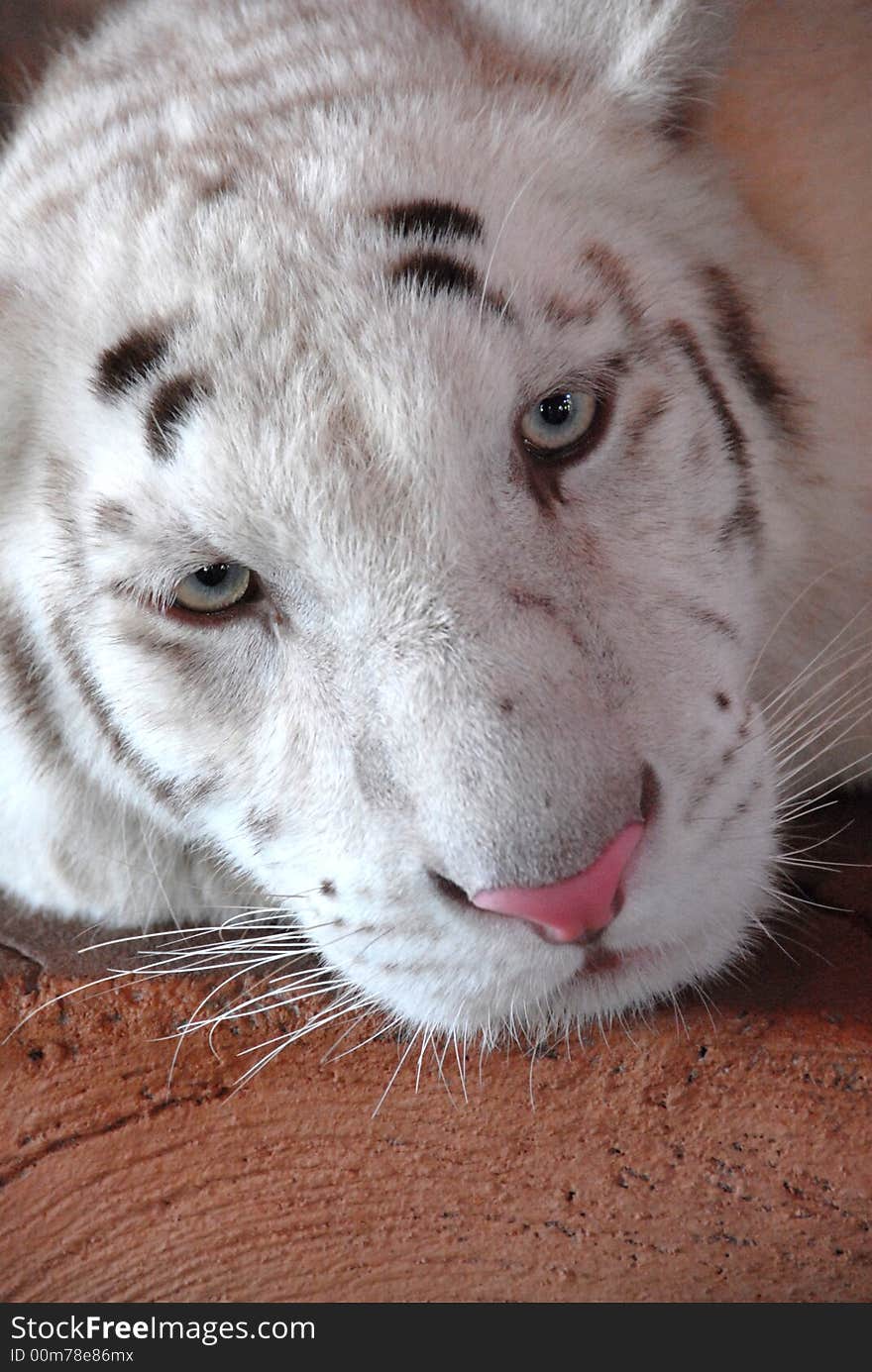 White tiger form Sumatra island