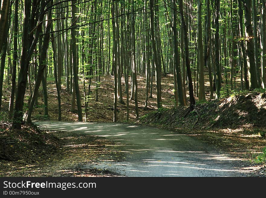 Sylvan road that tree they are useful for transport. Sylvan road that tree they are useful for transport.